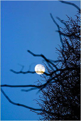 tree moon